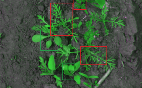 基于深度学习的计算机视觉杂草实时检测与分类